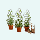 2pcs Honeycomb Design Plant Trellis, Rustproof Plastic Support for Potted Vines and Flowers, Indoor Outdoor Garden Climbing Frame